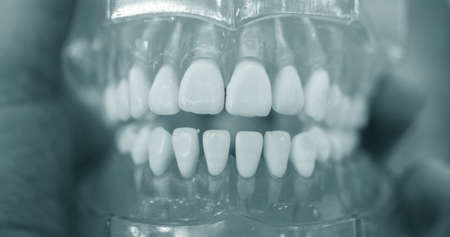 Model of human teeth of the human jaw close-upの写真素材