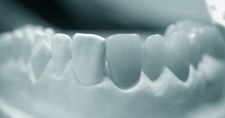 Model of human teeth with artificial teeth close-upの写真素材