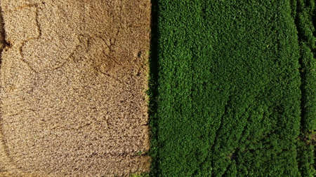 Aerial drone view border between yellow wheat field and green agricultural fieldの写真素材