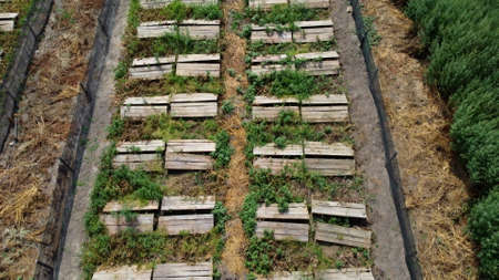 Snail farm. boards on which snails grow on a snail farmの写真素材