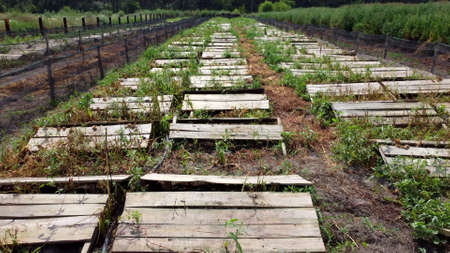 Snail farm. boards on which snails grow on a snail farm close-up.の写真素材