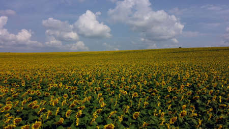 Aerial drone view flight over sunflowers growing on field of sunflowers.の写真素材
