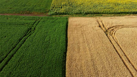 Aerial drone view border between yellow wheat field and green agricultural fieldの写真素材