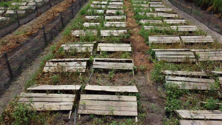 Snail farm. Top view boards on which snails grow on a snail farm outdoors.の写真素材