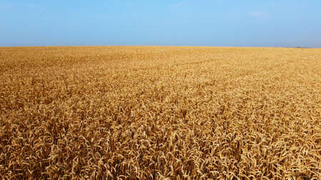 Landscape Wheat field. Aerial drone view. Wheat ears close up on sunny day.の写真素材