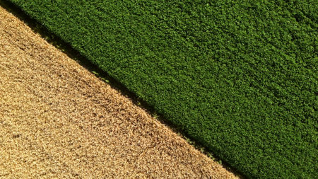 Aerial drone view border between yellow wheat field and green agricultural fieldの写真素材