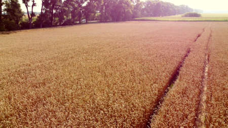 Landscape Wheat field. Aerial drone view. Wheat ears close up on sunny day.の写真素材