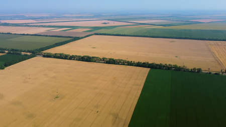 Aerial drone view yellow wheat field and green agricultural fieldの写真素材