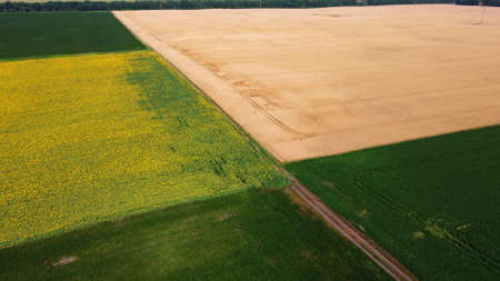 Panoramic view sunflower field, big yellow wheat field and fields with otherの写真素材