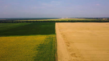 Panoramic view sunflower field, big yellow wheat field and fields with other