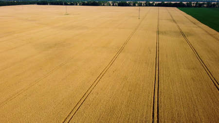 Big wheat field. Drone rises up. Different agricultural fields. Panoramic viewの写真素材