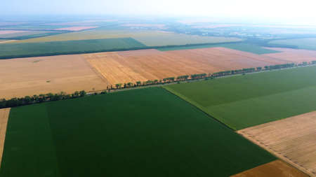 Panoramic top view of different agricultural fields. Parts of yellow wheat fieldの写真素材