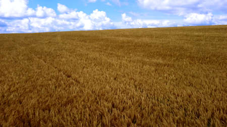 Landscape Wheat field. Aerial drone view. Wheat ears close up on sunny day.の写真素材