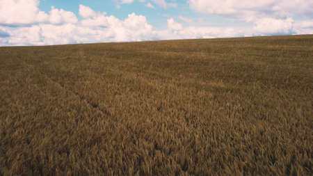 Landscape Wheat field. Aerial drone view. Wheat ears close up on sunny day.の写真素材