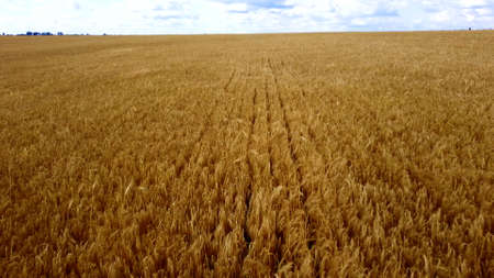 Landscape Wheat field. Aerial drone view. Wheat ears close up on sunny day.の写真素材