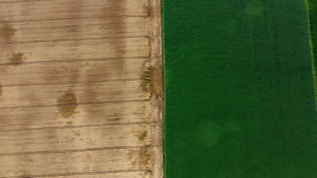 Aerial drone view border between yellow wheat field and green agricultural fieldの写真素材