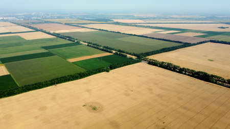 Aerial drone view flight over large yellow wheat fieldの写真素材