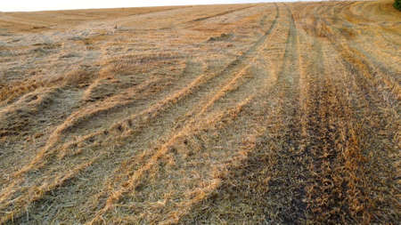 Aerial drone view flight over stalks of mown wheat in wheat fieldの写真素材