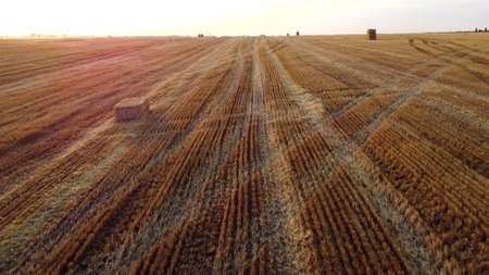 Aerial drone view flight over stalks of mown wheat in wheat fieldの写真素材