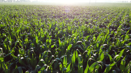 Flying over green tops of young corn sprouts on sunny morning.の写真素材