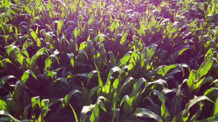 Flying over green tops of young corn sprouts on sunny morning.の写真素材