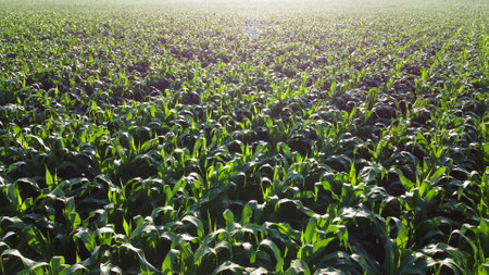 Flying over green tops of young corn sprouts on sunny morning.の写真素材