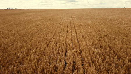 Landscape Wheat field. Aerial drone view. Wheat ears close up on sunny day.の写真素材