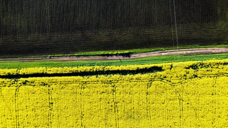 Man stands on a dirt road between field with flowering yellow rapeseed