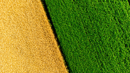 Aerial drone view over border between yellow wheat field and agricultural field