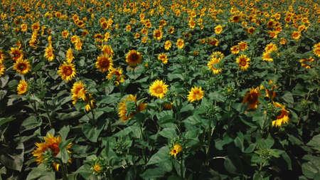 Sunflower field on sunny summer day. Countryside landscape and panoramicの写真素材