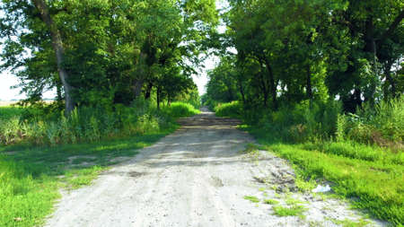 Beautiful dirt road between tall trees with green leaves on a sunny summer dayの写真素材