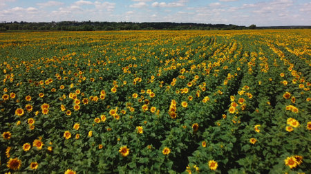 Aerial drone view flight over sunflower field on sunny summer day. Countryside landscape and panoramic view with blooming yellow sunflower flowers. Agricultural fields and farmland lands. crop fieldsの写真素材