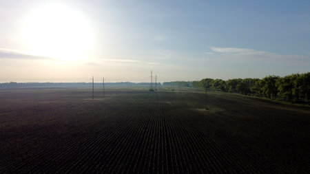 Aerial drone view flight over plowed field with young corn sprouts at dawn sunset. Black earth. Agriculture, agricultural activities. Rural country landscape. Agronomy, farming, countryside backgroundの写真素材