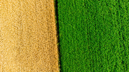 Aerial drone view over border between yellow wheat field and green agricultural field. Top view two halves of fields. Rural landscape scenery country. Agricultural natural background. Crop fieldsの写真素材