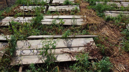 Snail farm. Boards on which snails grow on a snail farm outdoors close-up. Snail farming. Growing snails on a farm. Farm for growing edible snails on sunny dayの写真素材
