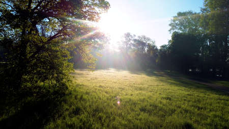 Sun shines in forest through trees and tree branches in glade with bright green grass and morning dew on sunny summer. Beautiful natural background. Concept environmental, warming and climate changeの写真素材