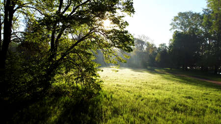 Sun shines in forest through trees and tree branches in glade with bright green grass and morning dew on sunny summer. Beautiful natural background. Concept environmental, warming and climate changeの写真素材