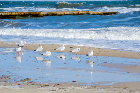 Many white sea gulls on the sandy beach of the sea shore on a sunny day. Greater high waves roll on the sand of the shore. Waves crash on an old concrete breakwater. Strong wind, stormy weather, stormの写真素材