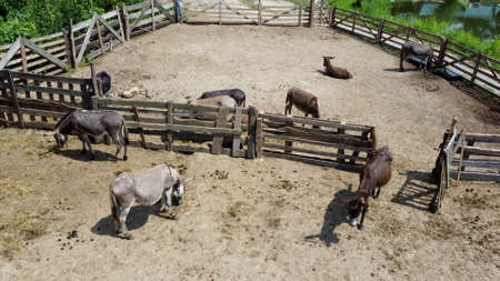 Donkey farm. Aerial drone view flight over many donkeys in corral on donkey farm on sunny day. Domestic rural animals in village. Herd of livestock and domestic animal grazing in paddock in summerの写真素材