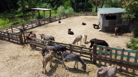 Donkey farm. Aerial drone view flight over many donkeys in corral on donkey farm on sunny day. Domestic rural animals in village. Herd of livestock and domestic animal grazing in paddock in summerの写真素材