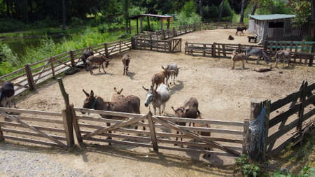Donkey farm. Aerial drone view flight over many donkeys in corral on donkey farm on sunny day. Domestic rural animals in village. Herd of livestock and domestic animal grazing in paddock in summerの写真素材