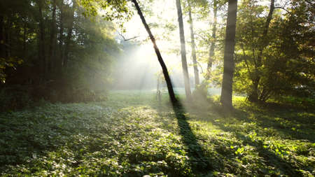 View sun shines brightly through green branches trees in forest on summer morning. Beautiful Natural background. Ecology, Environmental protection, global warming, changing of climateの写真素材