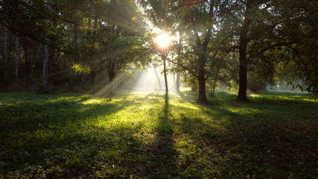 View sun shines brightly through green branches trees in forest on summer morning. Beautiful Natural background. Ecology, Environmental protection, global warming, changing of climateの写真素材