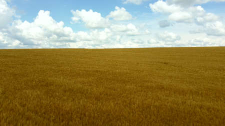 Aerial drone view flight over field of yellow ripe wheat. Horizon skyline. Blue sky and white clouds. Ripe harvest. Flying over ears of wheat grains. Agrarian. Landscape fields agro-industrial cultureの写真素材