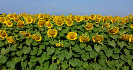 Sunflower flowers close up. Agricultural field of blooming sunflower. Agrarian landscape yellow inflorescences of blooming sunflower and green leaves on sunny summer day Farm rural country backgroundの写真素材