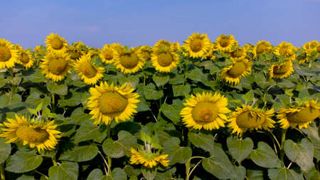 Sunflower flowers close up. Agricultural field of blooming sunflower. Agrarian landscape yellow inflorescences of blooming sunflower and green leaves on sunny summer day Farm rural country backgroundの写真素材