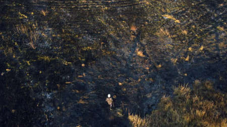 One firefighters walk on black scorched earth after fire and burning dry grass in field. Two people in uniforms of firefighters walk on black earth and ash after extinguishing fire. Aerial drone viewの写真素材