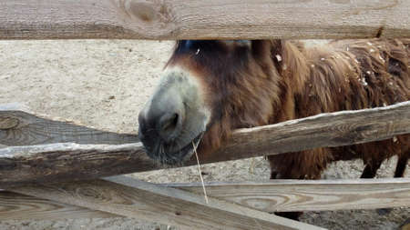 One donkeys stand behind corral fence at donkey farm. Two muzzles of donkey close-up. Domestic rural animals in village. Livestock, stock raising, animal breeding, corral, ungulates, animal husbandryの写真素材