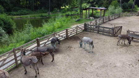 Donkey farm. Aerial drone view flight over many donkeys in corral on donkey farm on sunny day. Domestic rural animals in village. Herd of livestock and domestic animal grazing in paddock in summerの写真素材
