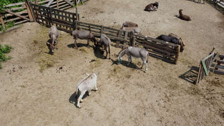 Donkey farm. Aerial drone view flight over many donkeys in corral on donkey farm on sunny day. Domestic rural animals in village. Herd of livestock and domestic animal grazing in paddock in summerの写真素材
